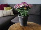 Schlafsofa