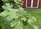 Feigenbaum im Garten