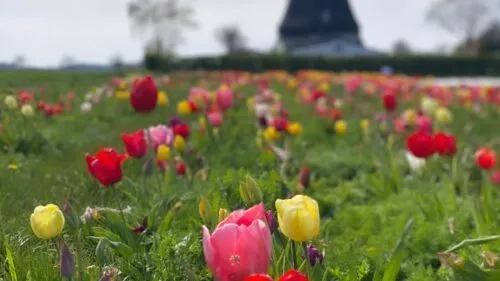 17-ferienwohnung_fehmarn_bootsmann_tulpenfeld 17-ferienwohnung_fehmarn_bootsmann_tulpenfeld